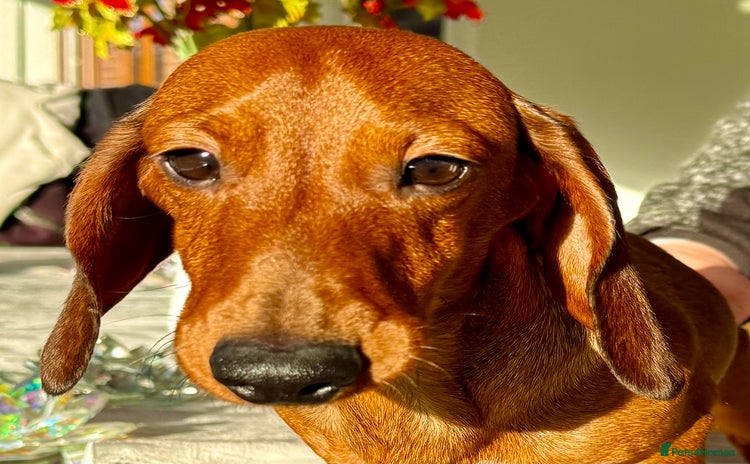 Miniature Dachshund dogs Archie: The Puppy Who Survived a Breeder’s Hell - Advert 5