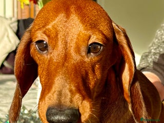 Miniature Dachshund dogs Archie: The Puppy Who Survived a Breeder’s Hell - Advert 4