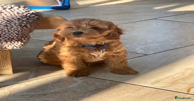 Cavapoo dogs - Advert 9