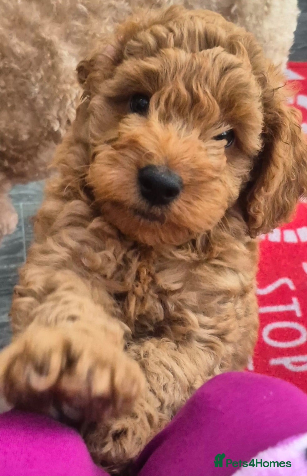 Mixed Breed dogs Australian Labradoodle/ Cockapoo fox red male  - Advert 11