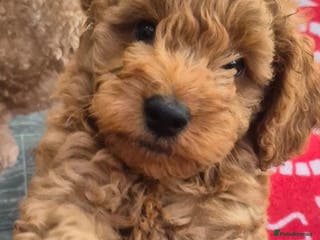 Mixed Breed dogs Australian Labradoodle/ Cockapoo fox red male - Advert 6