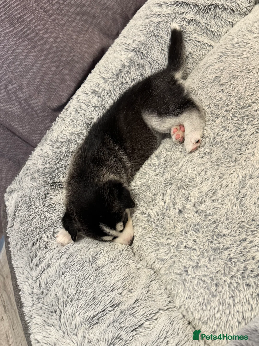 Siberian Husky dogs for sale: Gorgeous, Healthy & Fully Insured Siberian puppies in Stanmore - Advert 30