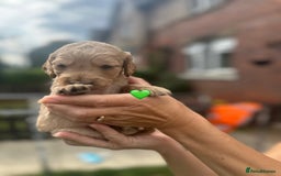 Cockapoo dogs for sale: Stunning f1b cockapoo puppies!!  - Image 4