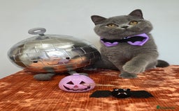 British Shorthair cats for sale: CHAMPION SIRED GCCF REG BSH BLUE MALE KITTEN - Image 4