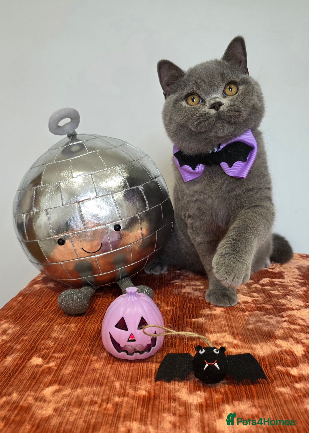 British Shorthair cats for sale: CHAMPION SIRED GCCF REG BSH BLUE MALE KITTEN - Image 4