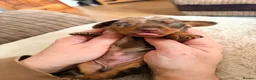 Miniature Dachshund dogs for sale: KC registered PRA clear miniature dachshunds - Advert 24