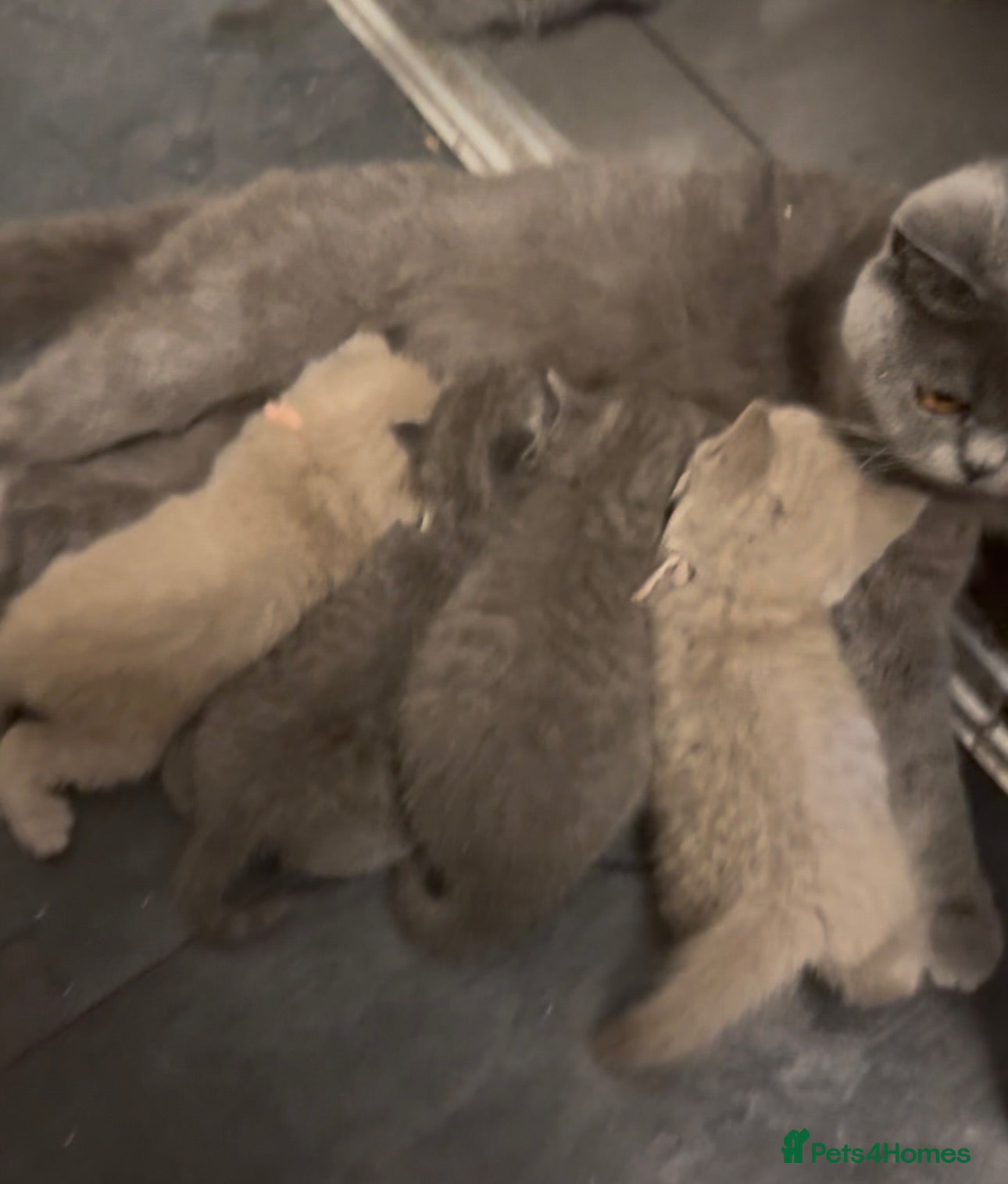 British Shorthair cats British blue shorthair  - Advert 2