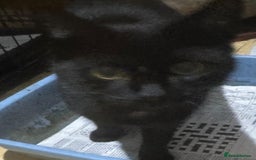 Mixed Breed cats for adoption: Black youngster rescue stray needs her own home - Image 1