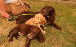 Cocker Spaniel dogs for sale: Cocker Spaniel Puppies - Image 5