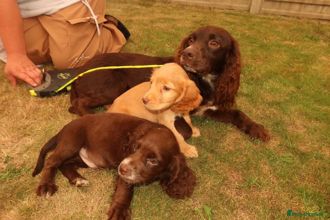 Cocker Spaniel dogs for sale: Cocker Spaniel Puppies - Image 5