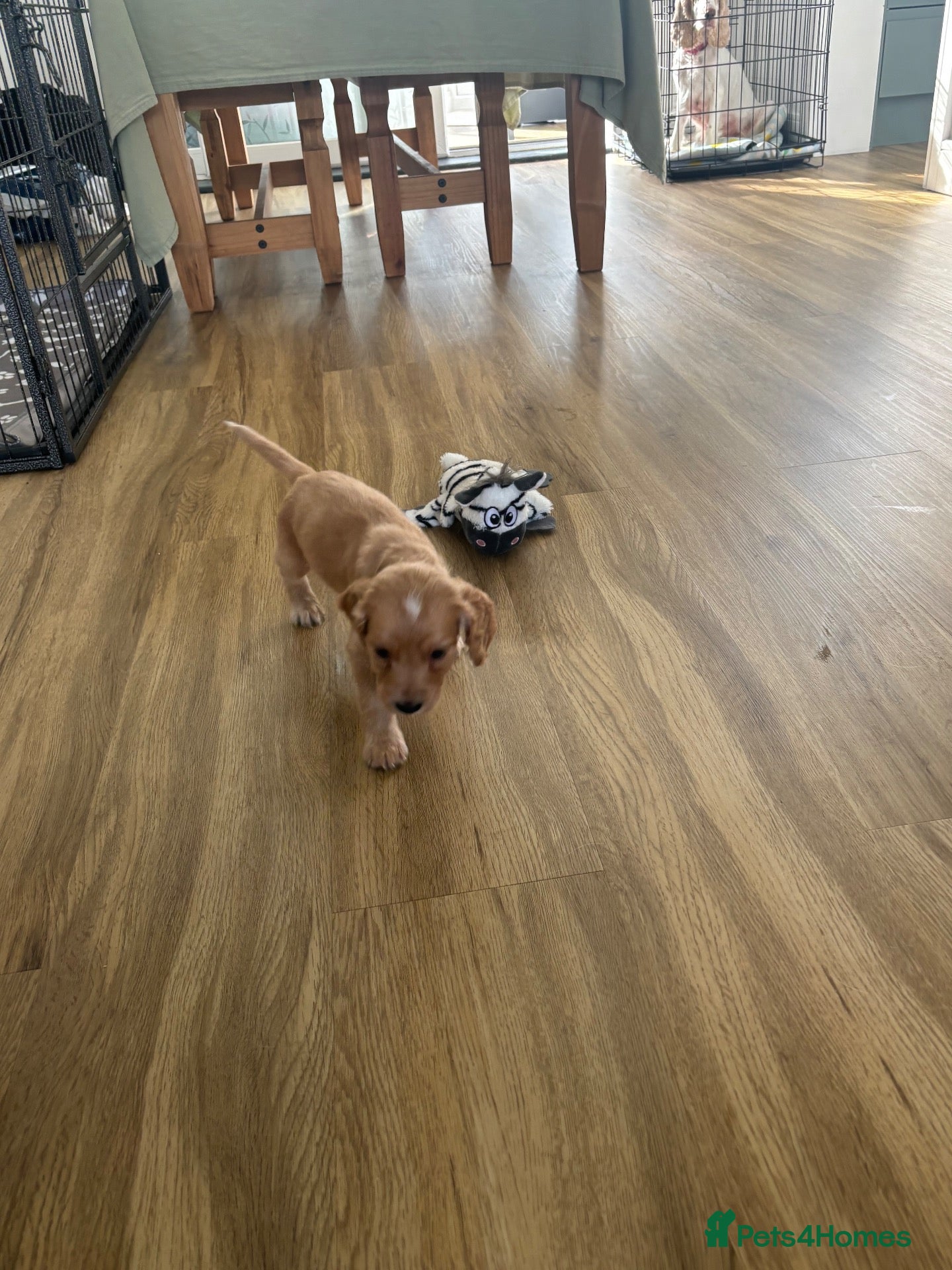 Cocker Spaniel dogs Beautiful working Cocker Spaniel pups. Only 4 left - Advert 2
