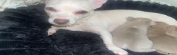 Chihuahua dogs for sale: 🌸🩵pedigree  chihuahuas 🩵🌸 - Advert 5