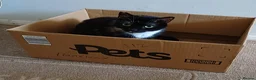 Mixed Breed cats for sale: 2 female adult cats looking for their new ho w in Enfield - Advert 6
