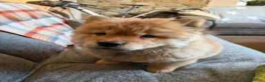 Chow Chow 1 