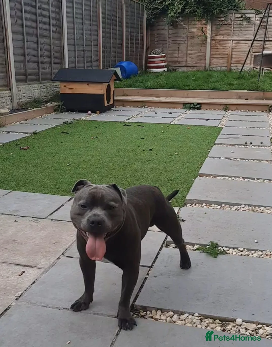 Staffordshire Bull Terrier dogs for stud: Stunning kc reg Staffordshire bull terrier stud - Advert 2
