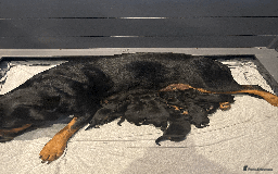 Rottweiler dogs for sale: ROTTWEILER PUPPIES. KC REG. - Image 2