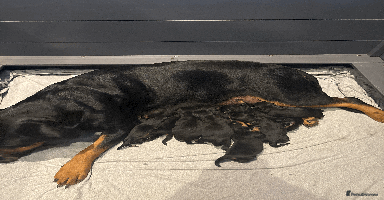 Rottweiler dogs - Advert 5