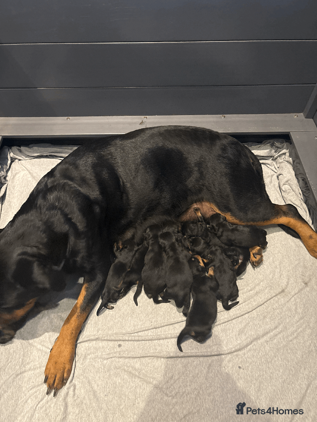 Rottweiler dogs for sale: ROTTWEILER PUPPIES. KC REG. - Image 2