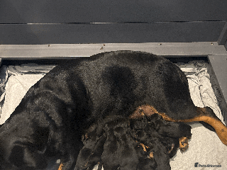 Rottweiler dogs - Advert 2
