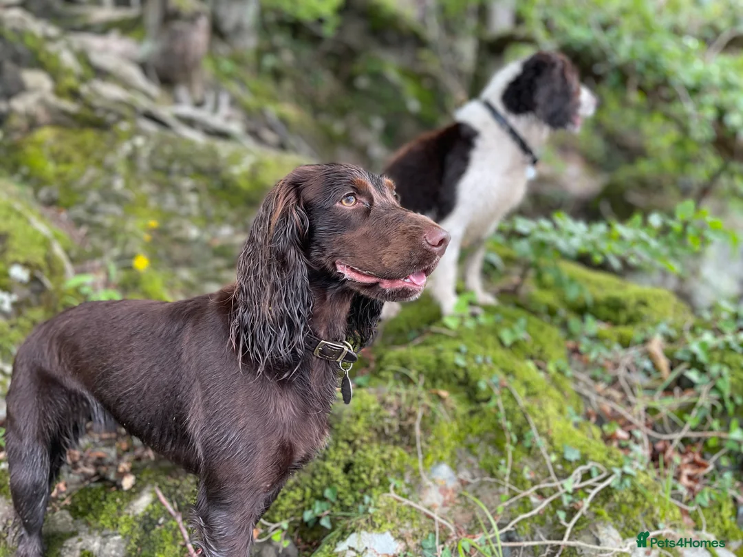 Cocker Spaniel dogs for sale: Working Cocker Bitch - wonderful puppy in Bath - Advert 1
