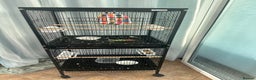 Finches birds for sale: 2 finches And 2 love birds and come with 3 cage - Advert 4