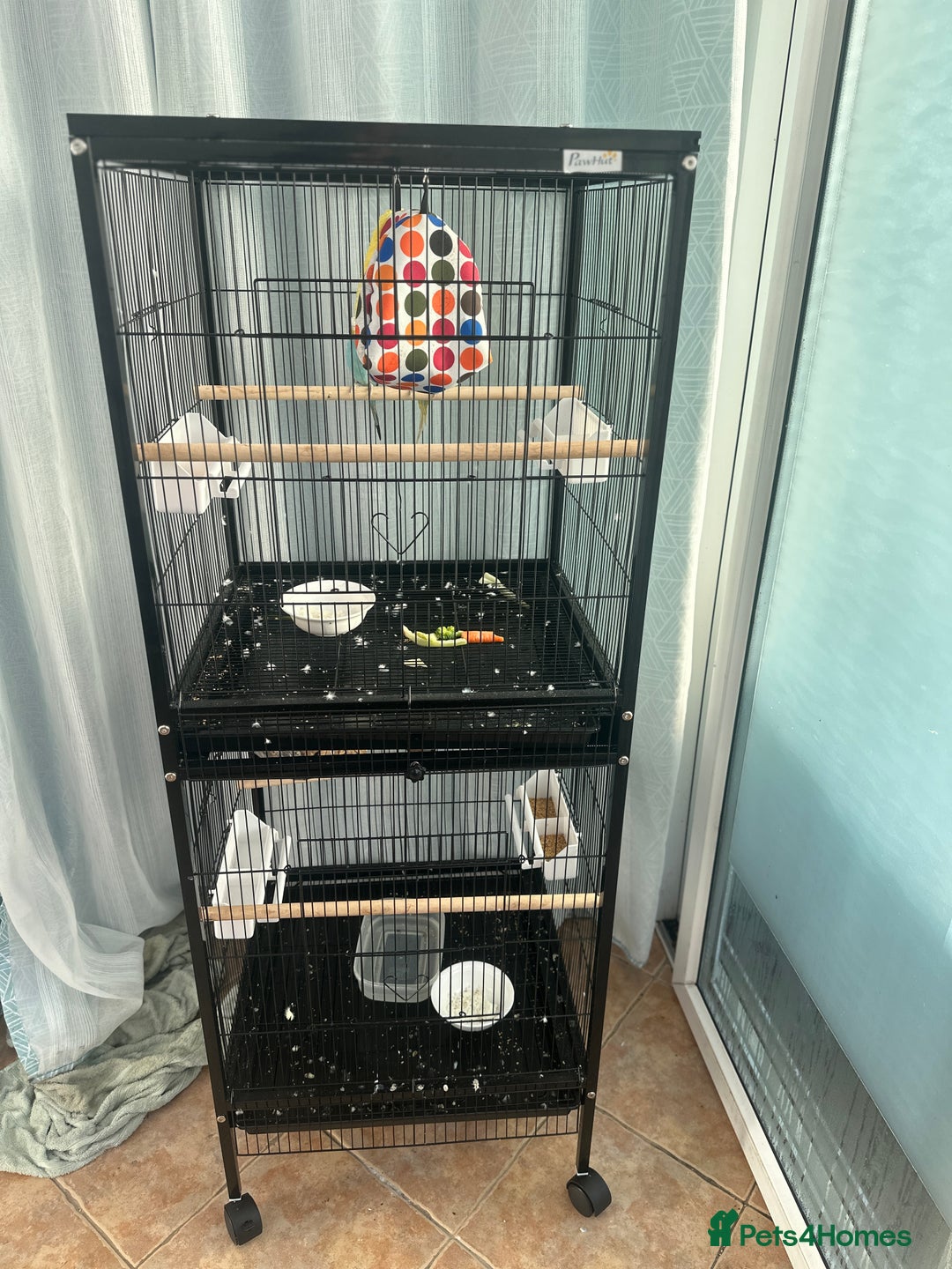 Finches birds for sale: 2 finches And 2 love birds and come with 3 cage - Advert 4