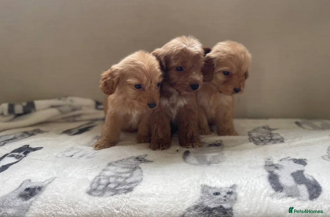 Cockapoo dogs for sale: Beautiful F1 cockapoos  - Advert 6