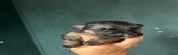 German Shepherd dogs for sale: 10 stunning german shepherd pups. - Advert 13