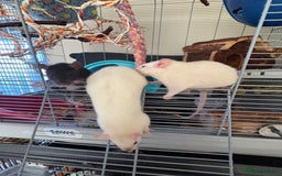 Rat rodents for sale: Fancy Siamese rats  - Advert 6
