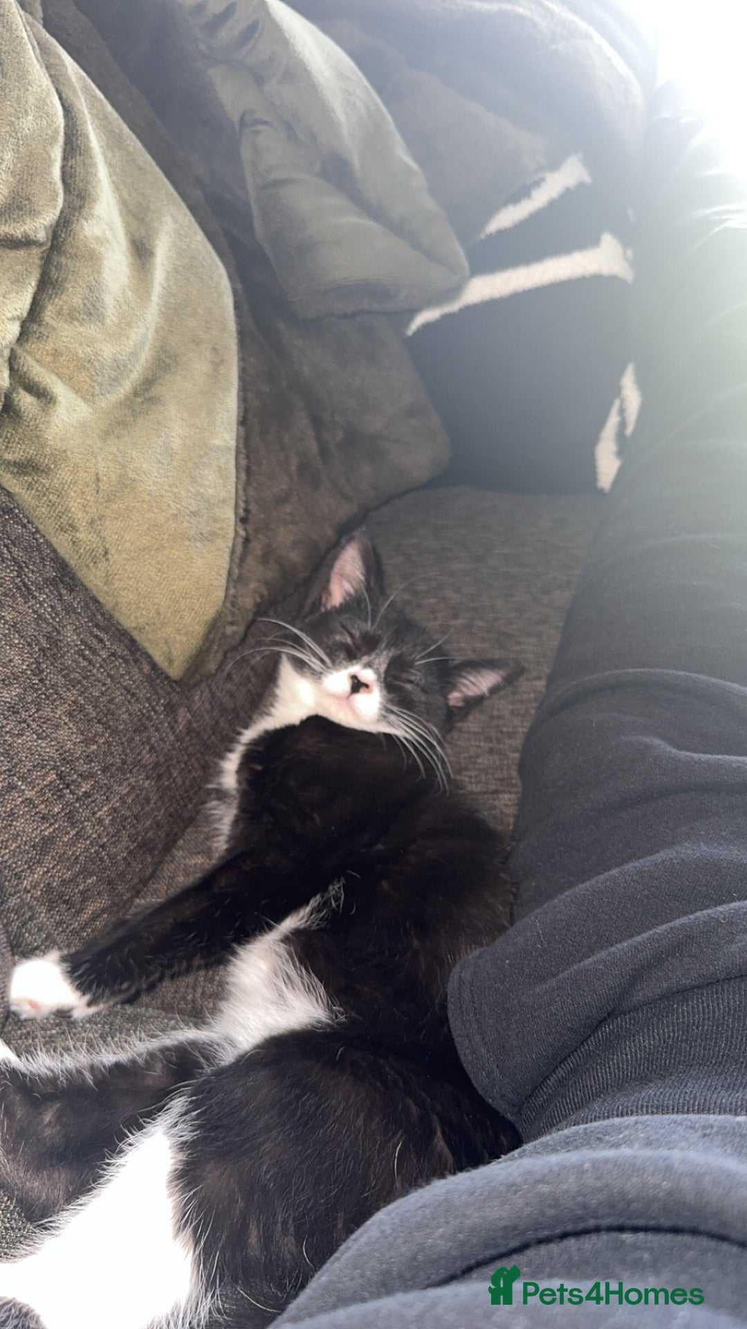 Domestic Shorthair cats for sale: 5month old female kitten - Advert 6