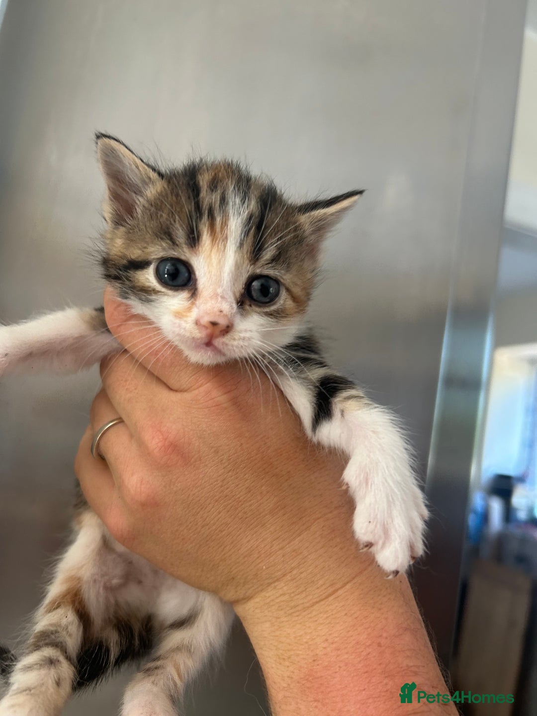 Mixed Breed cats for sale: Beautiful kittens - Image 3