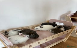 Dwarf Lop rabbits for sale: Bunnies for Sale - Image 2