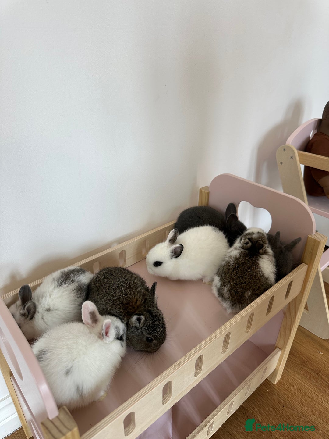 Dwarf Lop rabbits for sale: Bunnies for Sale - Image 2