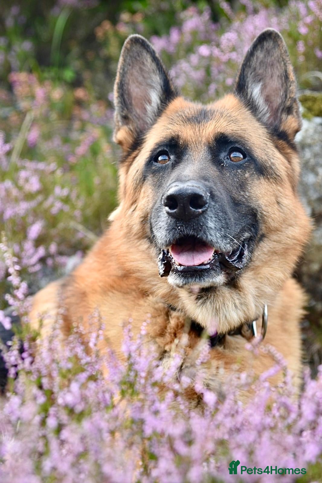 German Shepherd dogs KC German Shephard - Django  - Advert 1