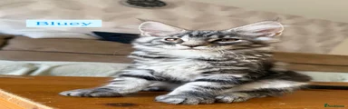 Maine Coon Kitten 4 Bluey