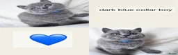British Shorthair cats for sale: Gorgeous British Shorthair Kittens - Advert 18