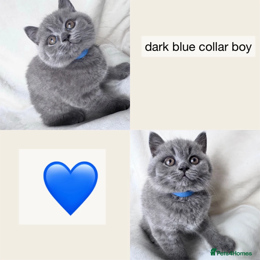 British Shorthair cats for sale: Gorgeous British Shorthair Kittens - Advert 18