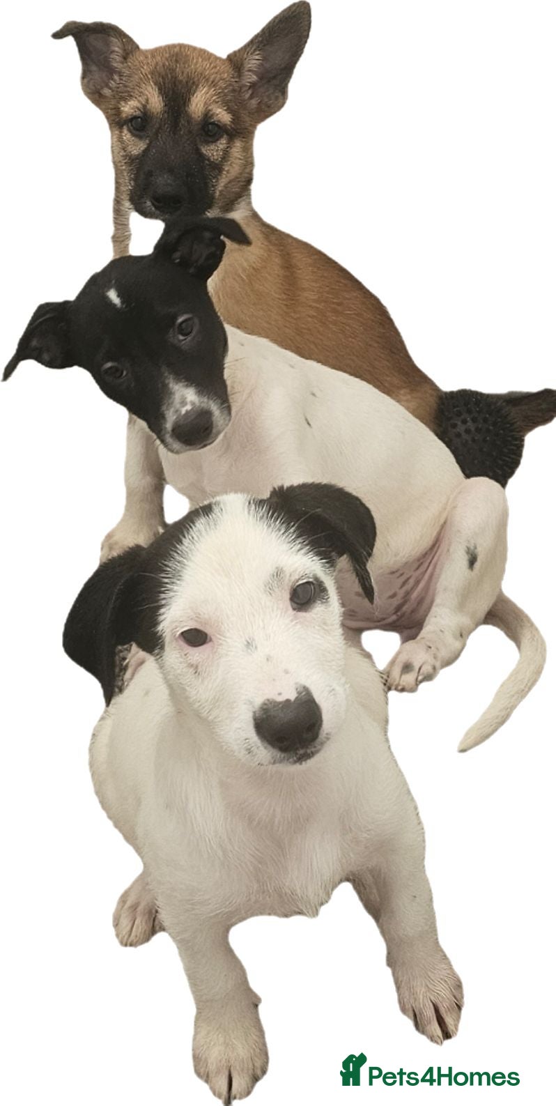Mexican Hairless dogs Kc registered Females - Advert 1