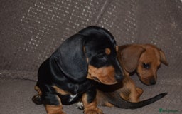 Dachshund dogs for sale: 3/4 MINIATURE SMOOTH DACHSHUND PUPPIES - Image 14