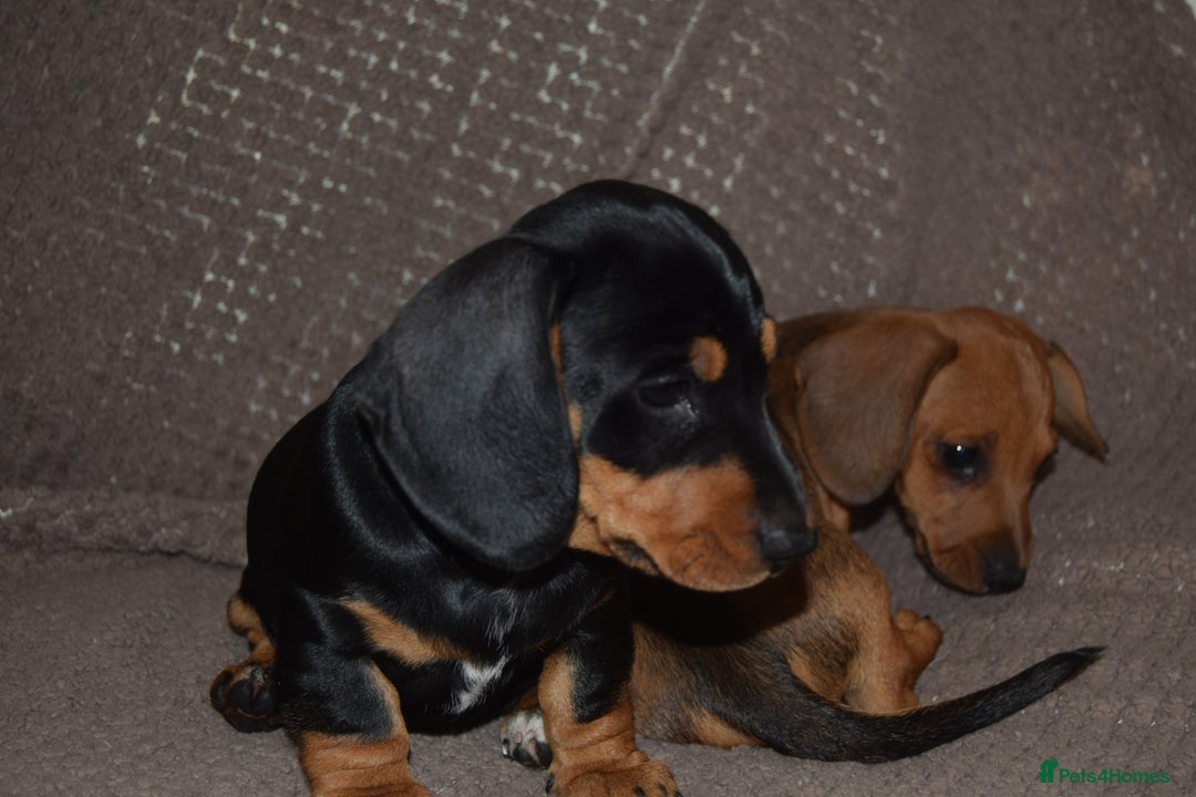 Dachshund dogs for sale: 3/4 MINIATURE SMOOTH DACHSHUND PUPPIES - Image 14