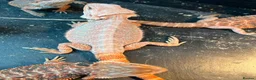 Bearded Dragon reptiles for sale: Bearded dragon babies red hypo & orange hypo  - Advert 5
