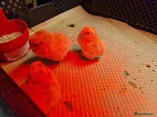 Chickens poultry Buff Orpingtons for sale - Advert 14