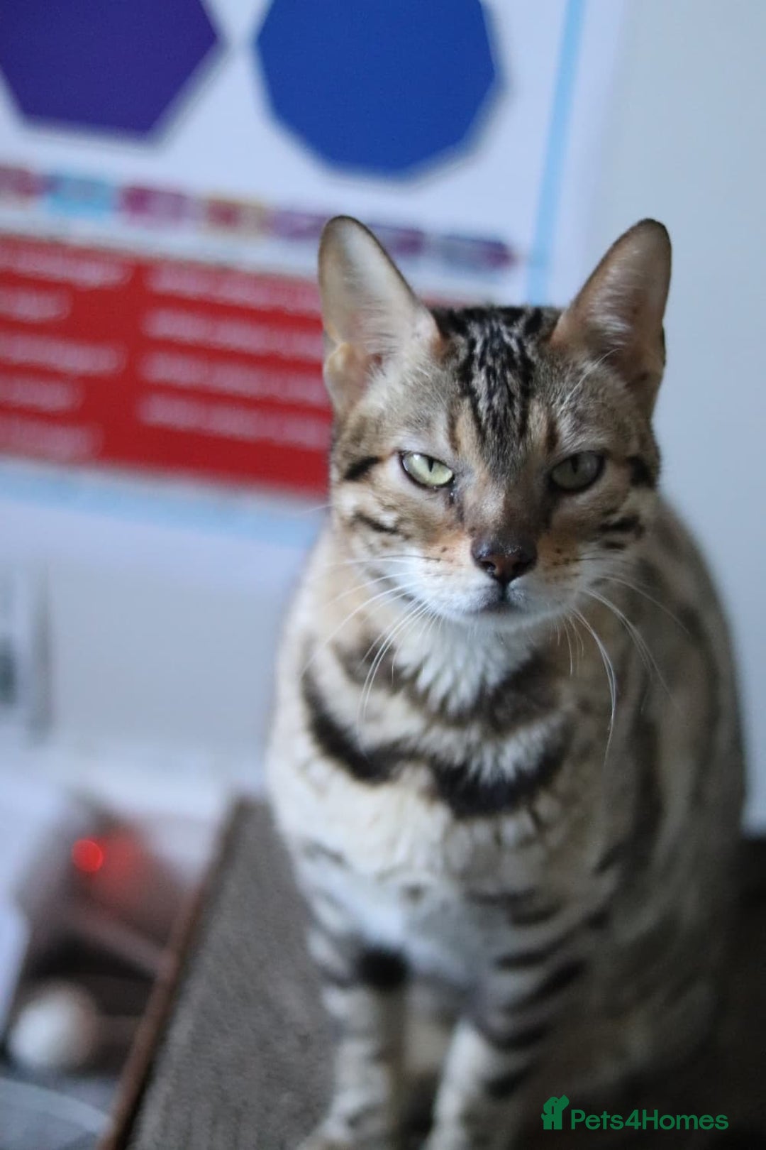 Bengal cats for sale: Imported Seal Sepia Bengal Queen– Proven – Active - Advert 16