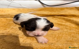 Cocker Spaniel dogs for sale: Cocker Spaniel Puppies  for sale - Image 2