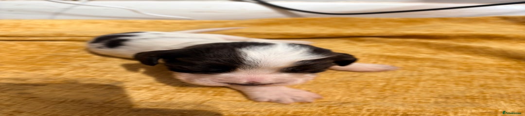 Cocker Spaniel Puppy 6 (orange)