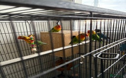 Lovebirds birds for sale: Beautiful and exotic Love bird for sale - Advert 7