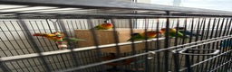 Lovebirds birds for sale: Beautiful and exotic Love bird for sale - Advert 7