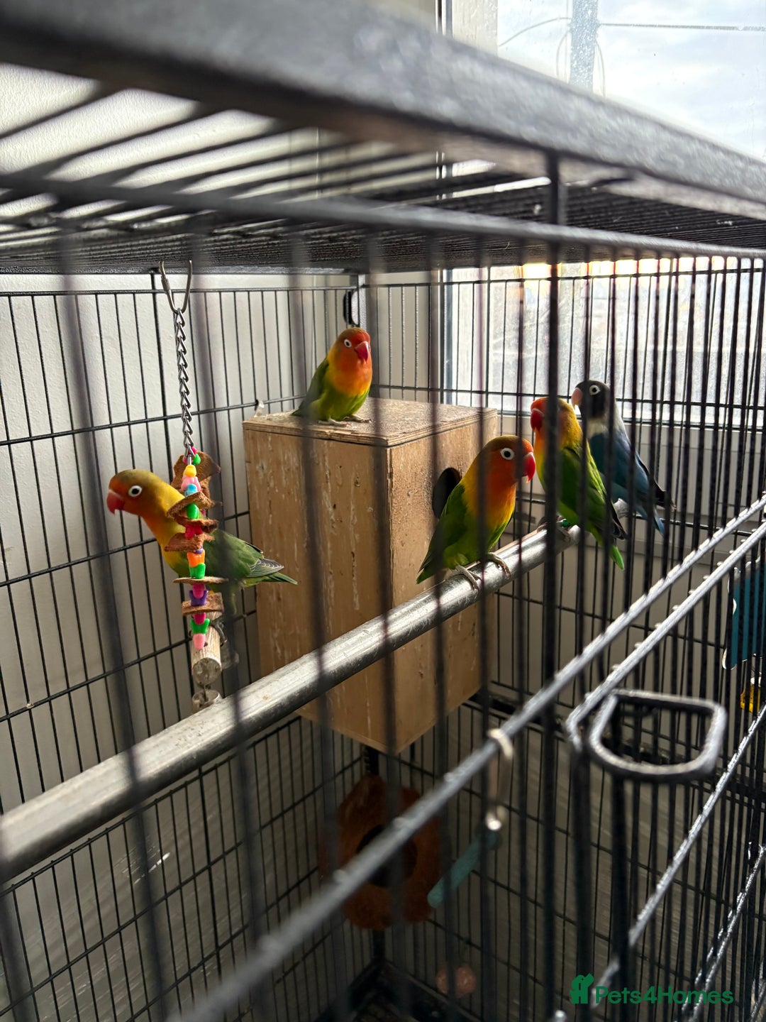 Lovebirds birds for sale: Beautiful and exotic Love bird for sale - Advert 7