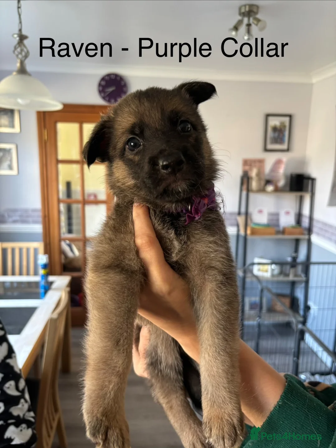 German Shepherd dogs for sale: ⭐️1 girl left KC registered German Shepard pup ⭐️ - Advert 14
