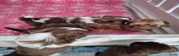 Shih Tzu dogs for sale: Imperial Shih tzus in Shaftesbury - Advert 5